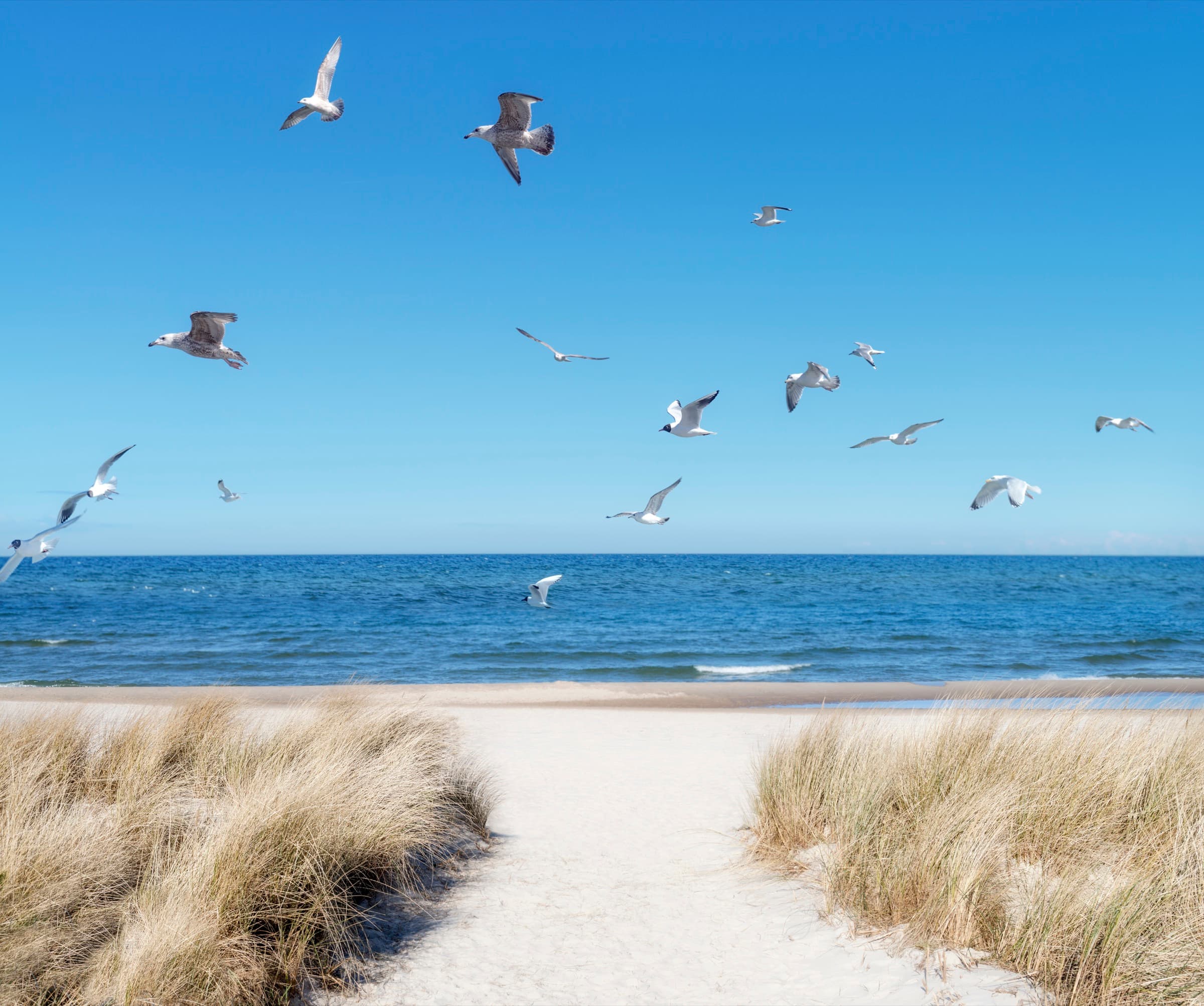 Strandweg durch die Dünen zur Ostsee mit Möwen